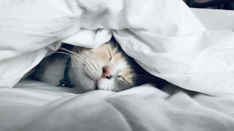 話題の加重ブランケット「ハグラビ」で眠りは変わる?本当の口コミと効果的な使い方を優しく解説します